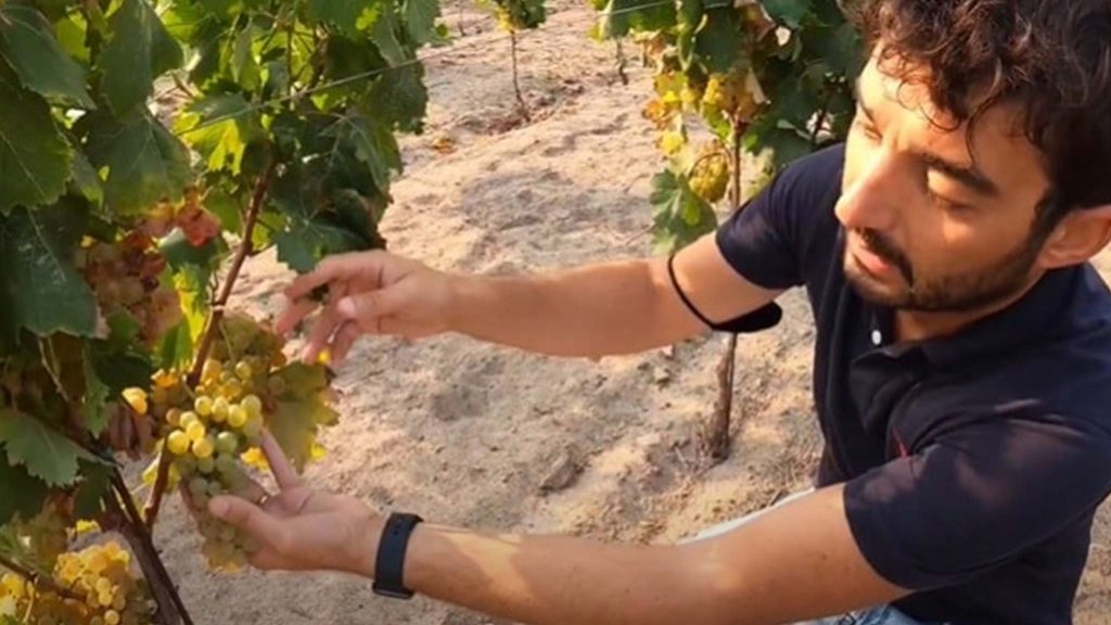 El Nebbiolo de las fincas de Villa Lauras asombra al jurado del concurso Ciudad Internacional del Vino – BlueZoneNews
